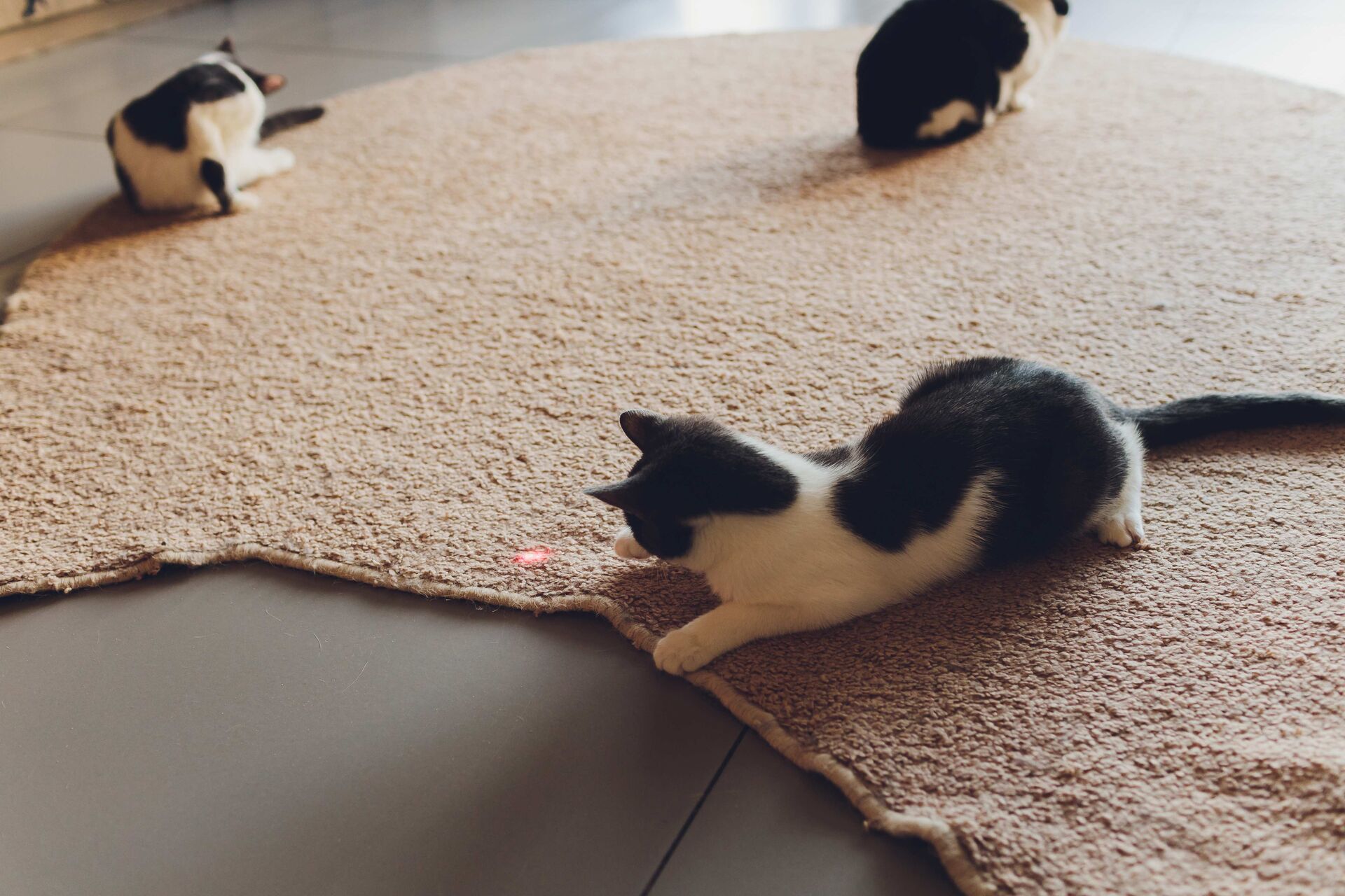 Drei kleine Kitten jagen einen Laserpointer-Punkt im Wohnzimmer.