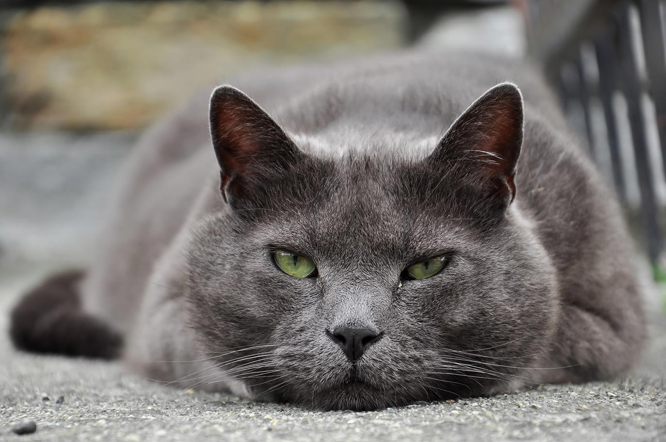 Futtermittelallergie Bei Katzen