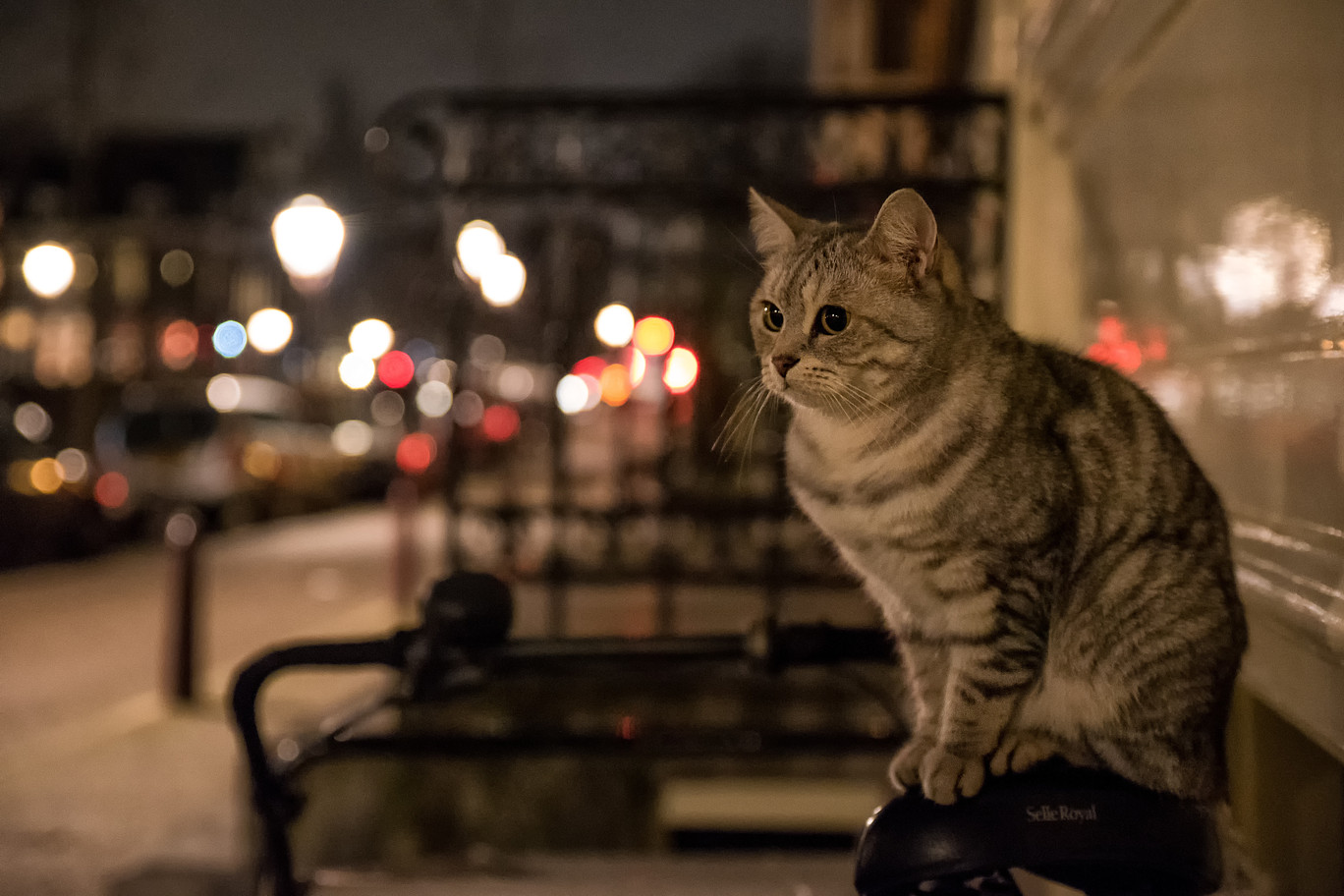 Sind alle Katzen nachtaktiv? | MIAMOR