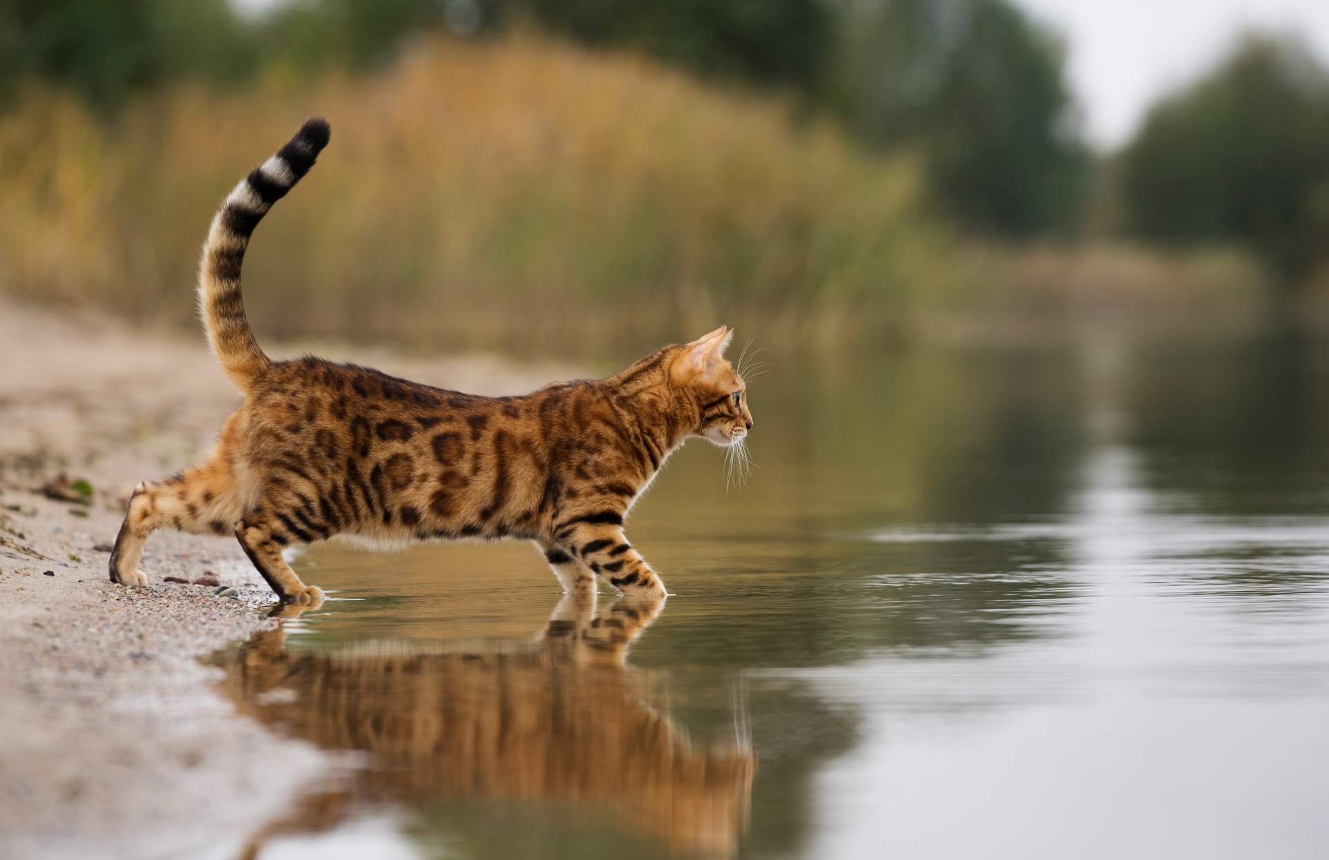 schwarze und braune Bengalkatze